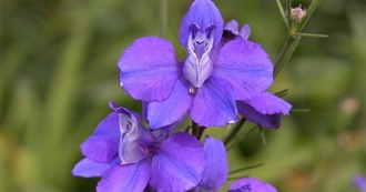 Stop &amp; Smell the Flowers