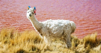 Llama and Alpaca Books