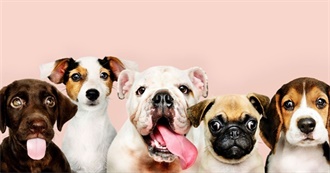 Cute Dog Breeds!