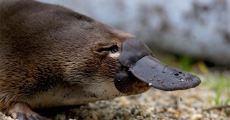 Fictional Platypuses/Echidnas