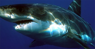 Top 10 Coolest Sharks