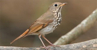 Vermont&#39;s Special Birds