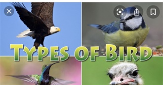 Top Favorite Birds