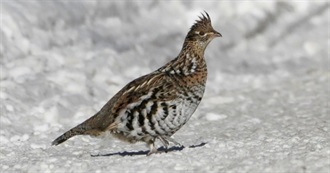 Pennsylvania&#39;s Special Birds