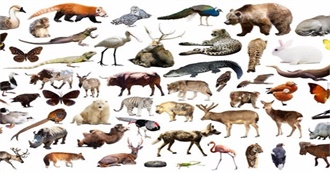 Animals That You Have Seen