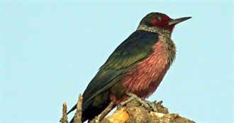 Oregon&#39;s Special Birds