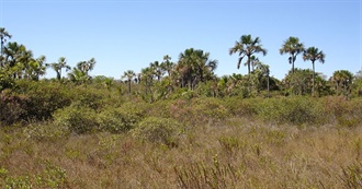 Amphibians, Reptiles and Mammals Seen in Dores Do Indai&#225;