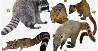 Raccoons, Lesser Pandas, Skunks, Weasels, and Otters