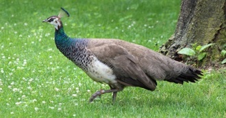 The Peahen&#39;s Bucket List