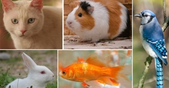 Animals You Have Probably Pet