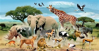 How Many Animals Do You Like?