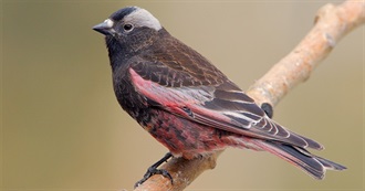 U.S. Endemic Birds