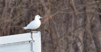 Birds on the Missouri Review List