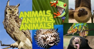 Lucy&#39;s Favorite Animals