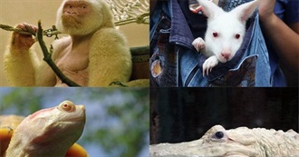 Albino Animals