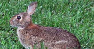 Rabbits and Hares of North America