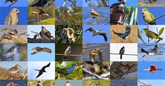 Bird Families of North America