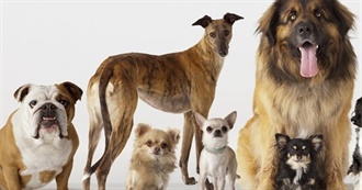 Popular Breeds of Dogs