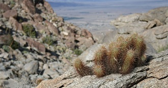 Desert Plants: Flora of the American Southwest