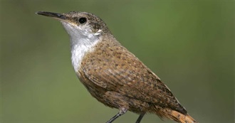 Birds Named After Geology