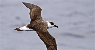 North Carolina&#39;s Special Birds