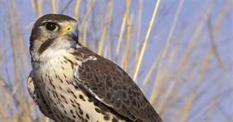 Birds Named After Habitats