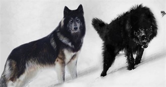 Wolf-Like Dog Breeds