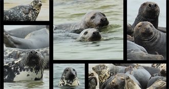 Seals and Walruses