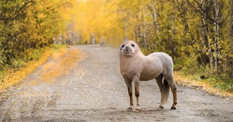 Animals Grub Has Pet