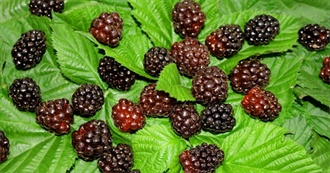 10 Foods With Boysenberry