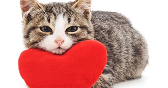 Signs Your Cat Loves You