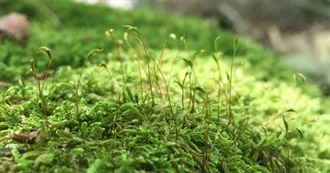 Mossy (Types of Green) Books