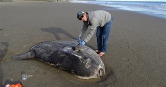 75 Largest Creatures in Our Seas