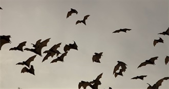 Bats!