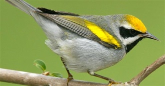 West Virginia&#39;s Special Birds