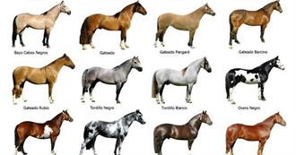 What Horse Coats Have You Ridden?