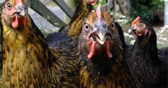 Most Popular and Some Strange Chicken Breeds