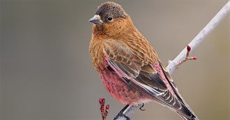 Wyoming&#39;s Special Birds