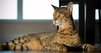 Most Expensive Cat Breeds