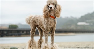 Hypoallergenic Dog Breeds