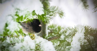 Birds of Missoula Montana