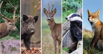 Mammals of the Netherlands