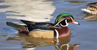 Mississippi&#39;s Special Birds