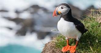 Maine&#39;s Special Birds