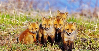 Mandy&#39;s List of Different Kinds of Foxes