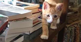 A Box of Books From the Attic