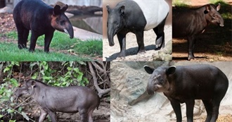 Best Tapir Specie