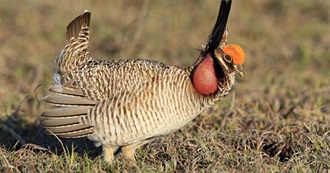 Special Birds of Kansas