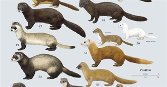 Badgers, Weasels, Mongooses, Civets, Etc.