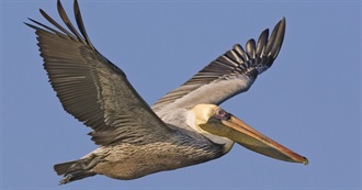 Brown Birds